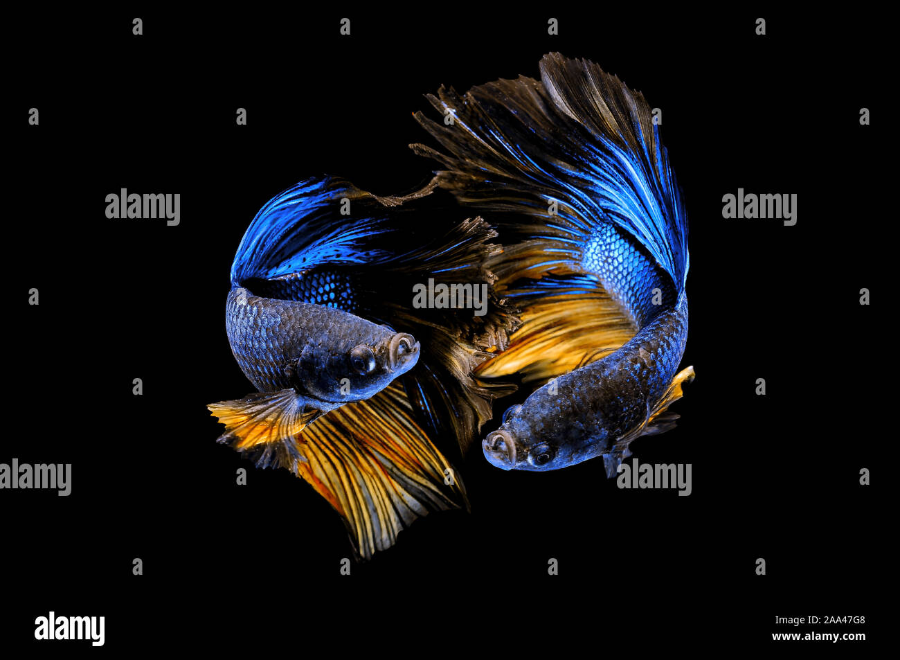Porträt von zwei betta Fisch Stockfoto