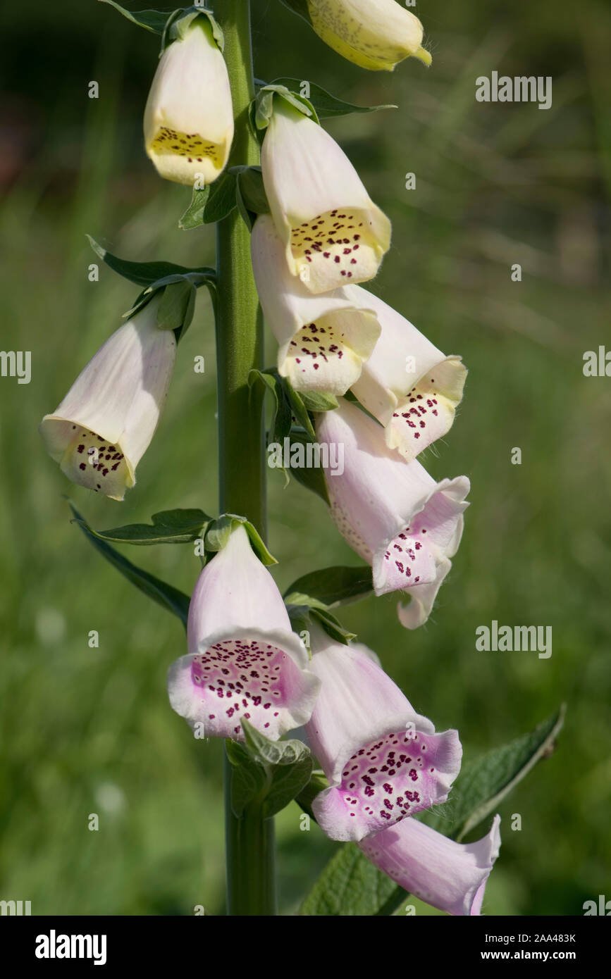 Digitalis purpureas blumen Fotos und Bildmaterial in hoher Auflösung