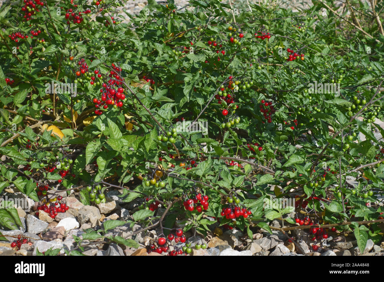 Woody nightshate oder bittersweel (Solanum dulcamara) Pflanze mit leuchtend roten Beeren wachsen in Kies neben einer Bahntrasse, September Stockfoto