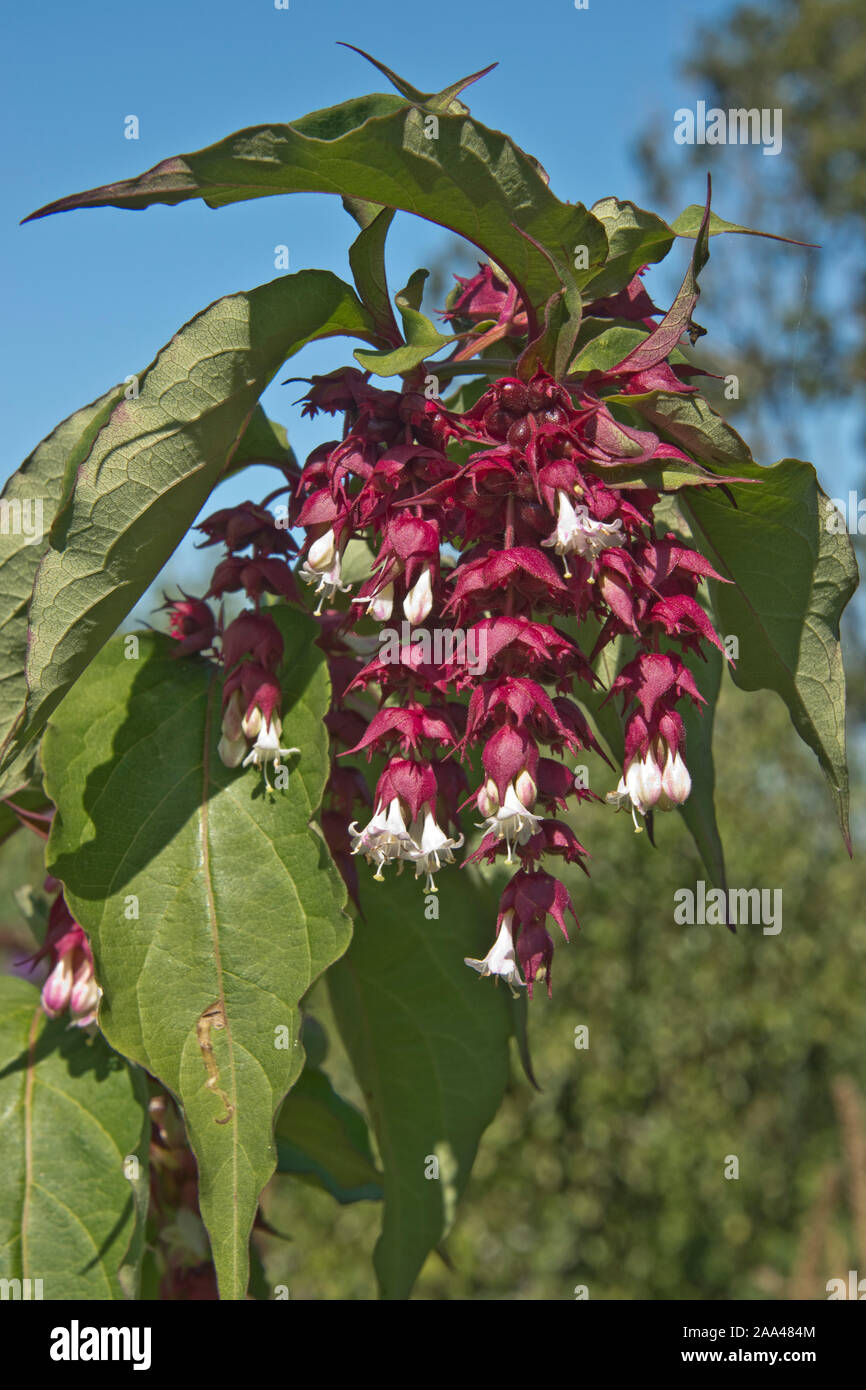 Himalayan Geißblatt (Leycesteria formosa) blütenständen von weißen Blumen mit rot lila Deckblätter auf einem Laub- garten Strauch, August Stockfoto