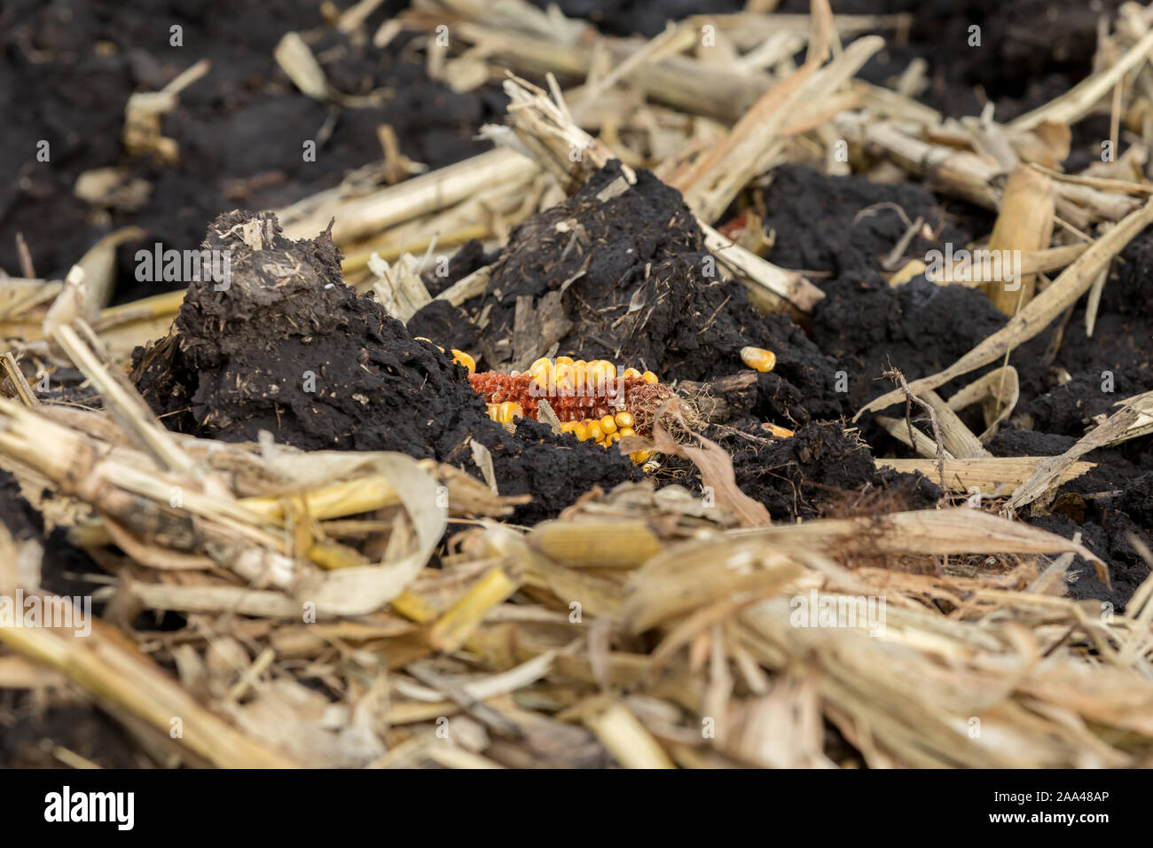 Nahaufnahme des cornfield mit Maiskolben, Kernel, maisfeldern und Rückstände mit schwarzem Schmutz bedeckt nach Reduzierte Bodenbearbeitung Bodenschutz mit Meißel Pflug Stockfoto