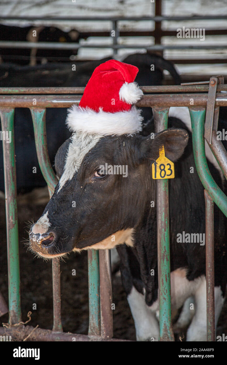 Eine Milchkuh das Tragen eines Santa hat an Weihnachten Stockfoto