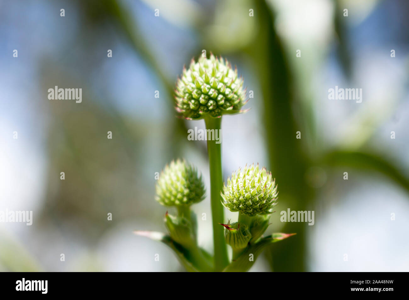 Der Frühling ist da. In seiner einfachsten, reinsten Form. Die wilde Natur des Frühlings im Süden Brasiliens. Stockfoto