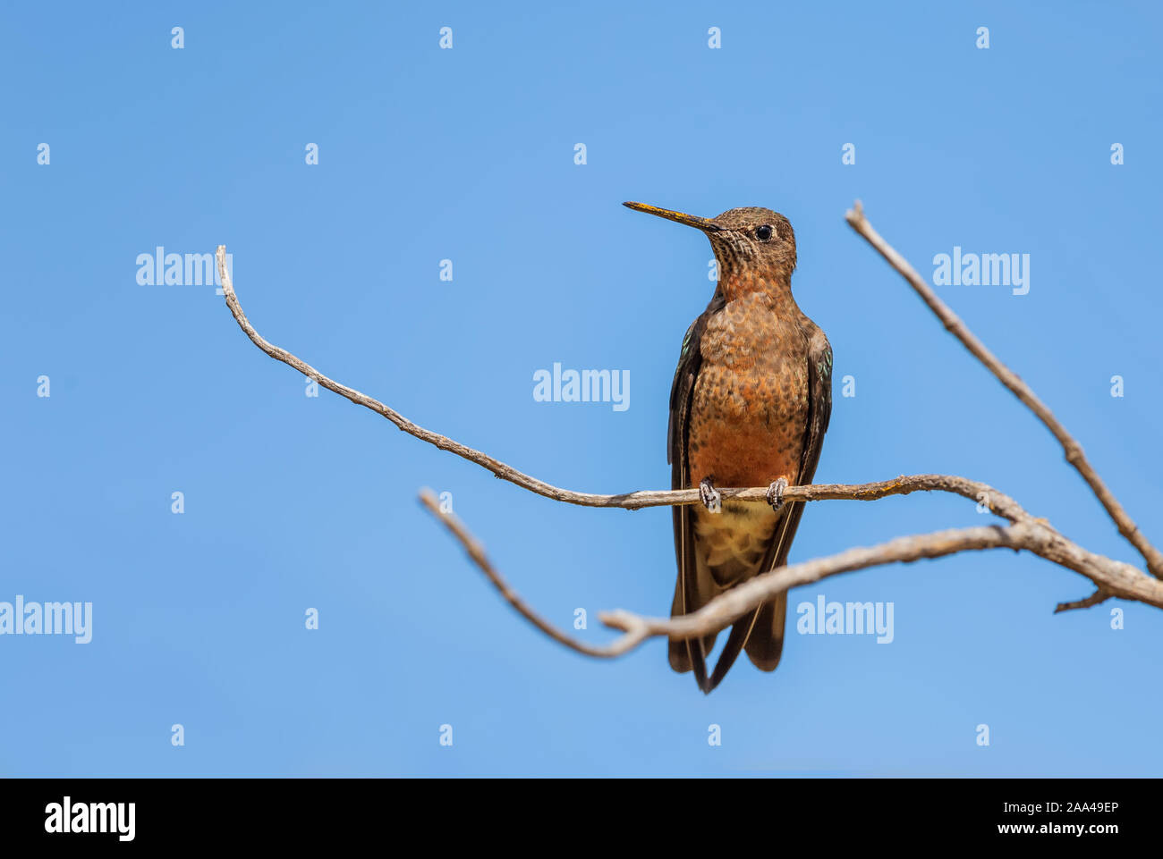 Riesige Kolibri - Patagona gigas, spezielle große Kolibri von Andinen Pisten von Südamerika, Tambo Condor, Ecuador. Stockfoto