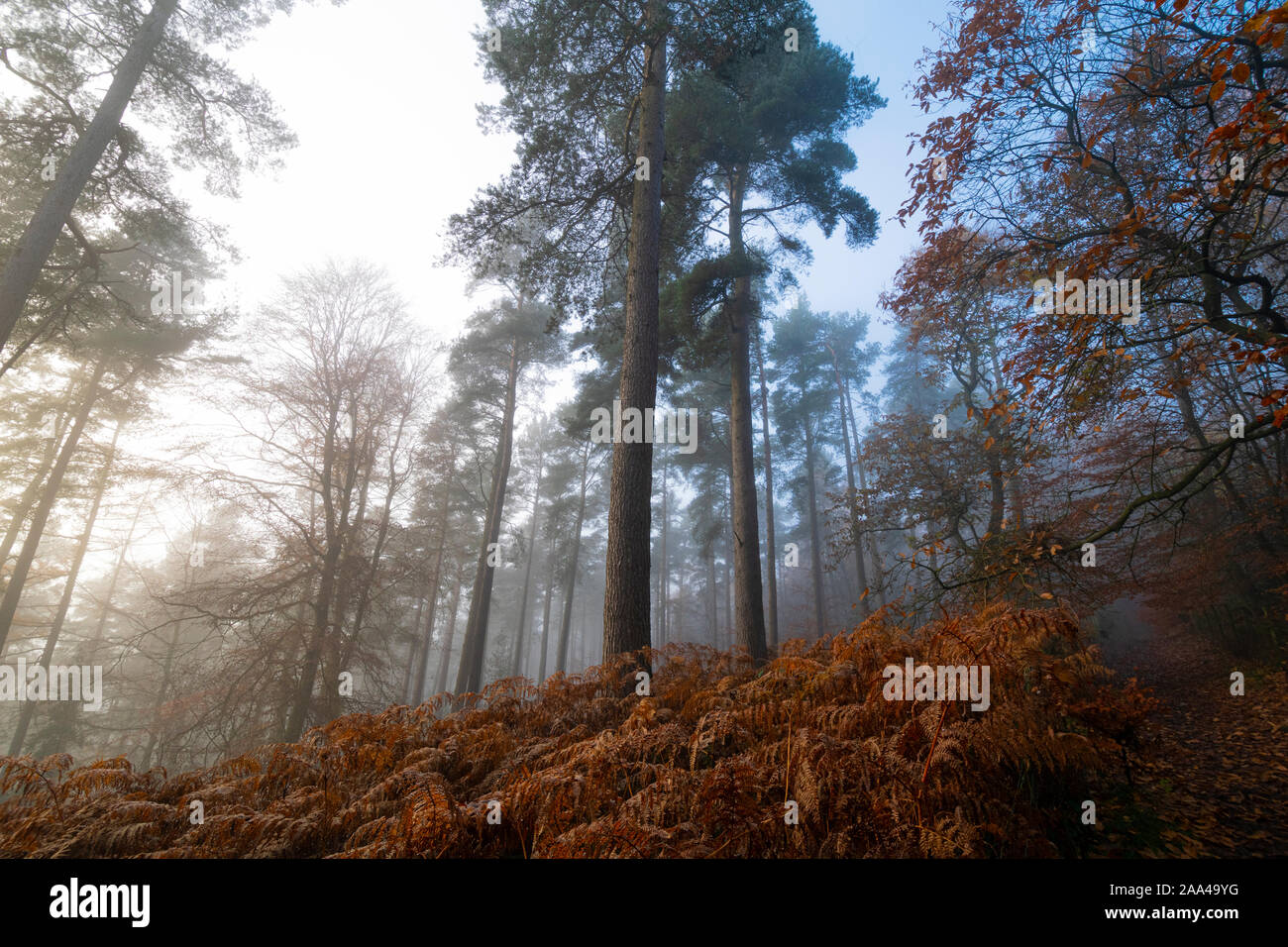 Rundumleuchte Woods im Herbst Nebel, Penrith, Cumbria Stockfoto