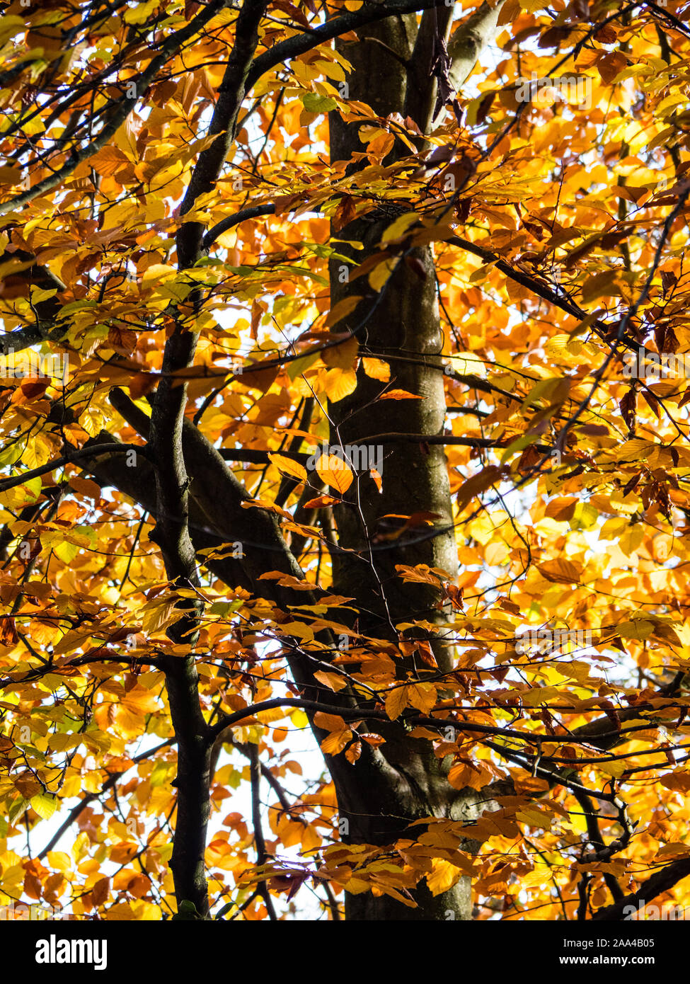 Baum mit gelben Blätter, Virginia Wasser, Windsor Great Park, Surrey, England, UK, GB. Stockfoto