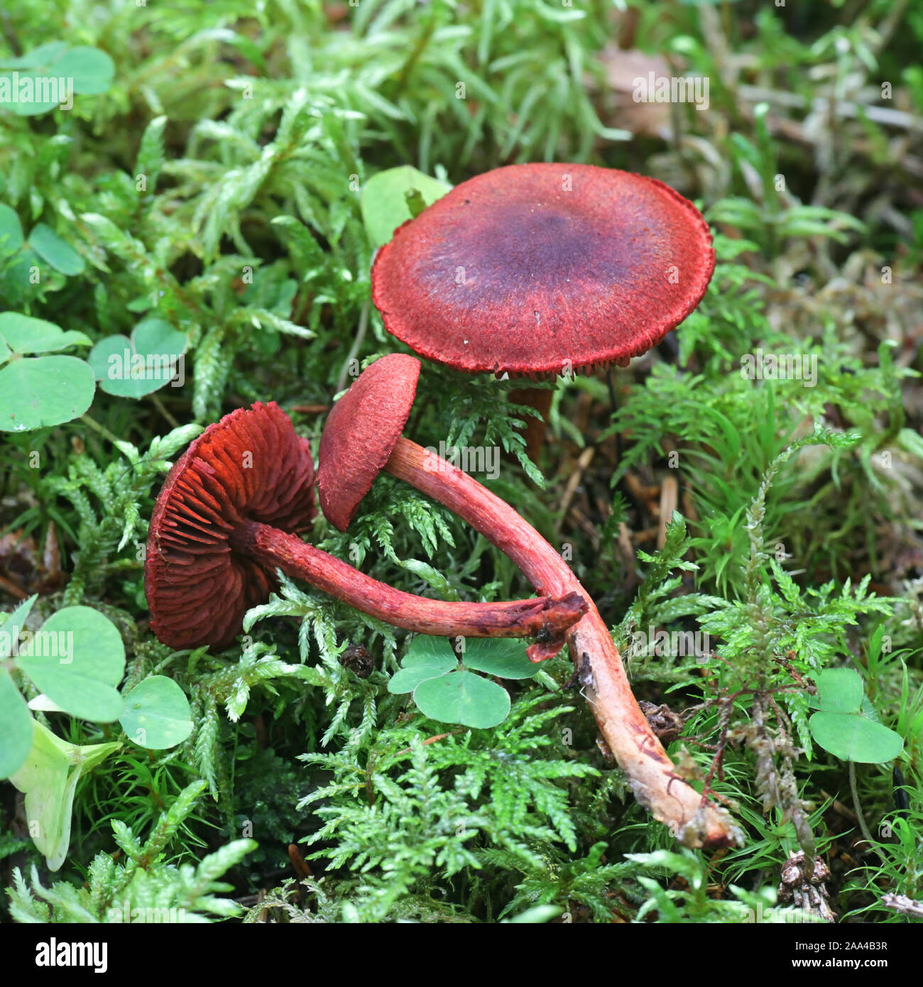 Cortinarius sanguineus, wie das Blut rot oder Blut - Rot webcap, wilde Pilze aus Finnland bekannt Stockfoto