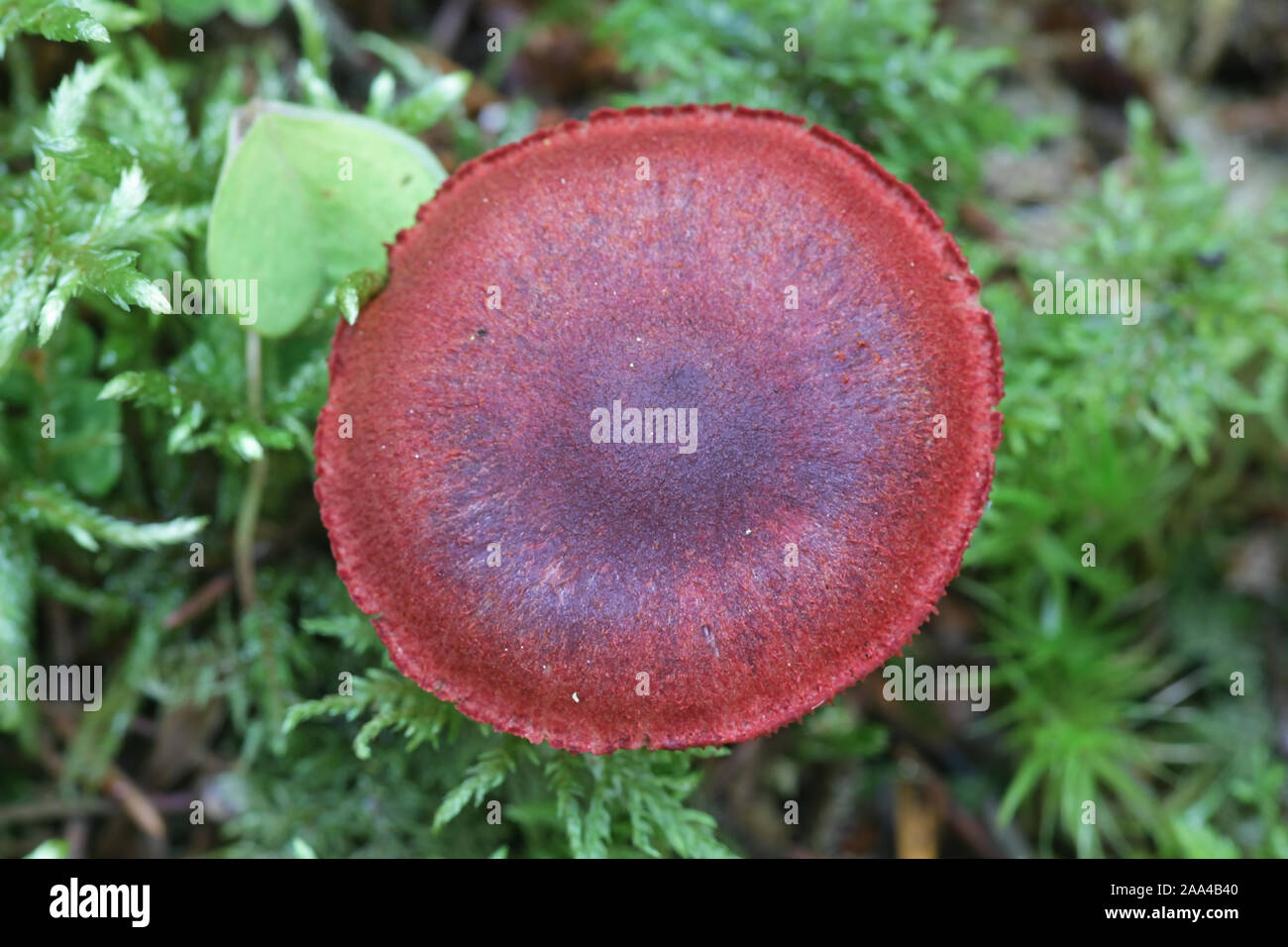 Cortinarius sanguineus, bekannt als das Blut rot oder Blut - Rot webcap, Pilze aus Finnland Stockfoto