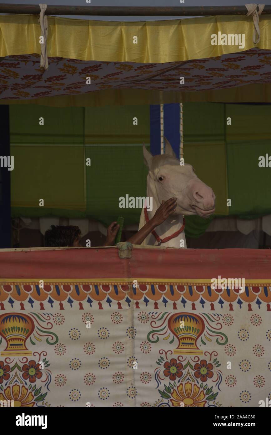 Pferd und hausleiters bei aPushkar camel Fair, Rajasthan, Indien Stockfoto