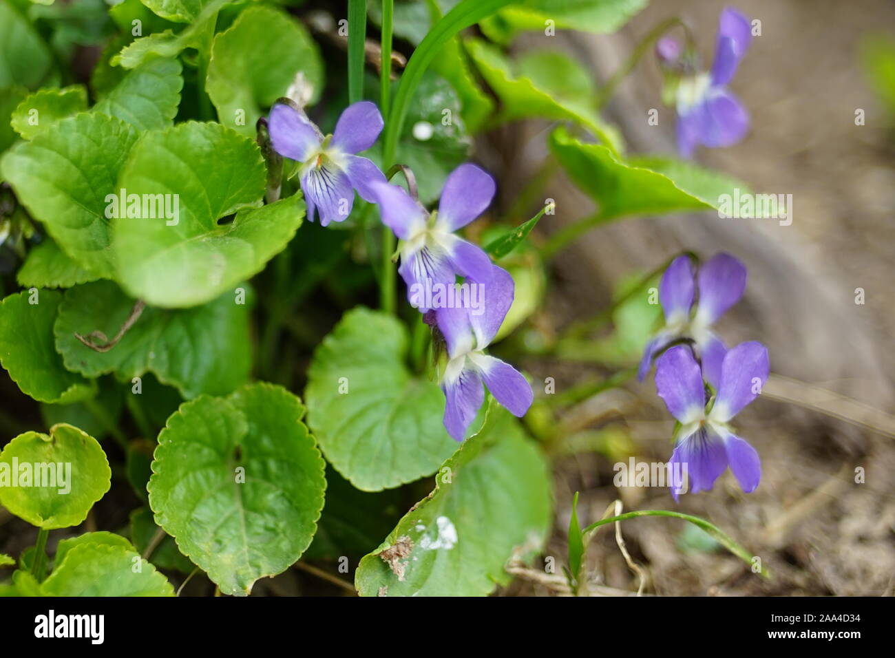 Die ersten Frühlingsblumen Veilchen duftenden Wachsen im Garten. Stockfoto