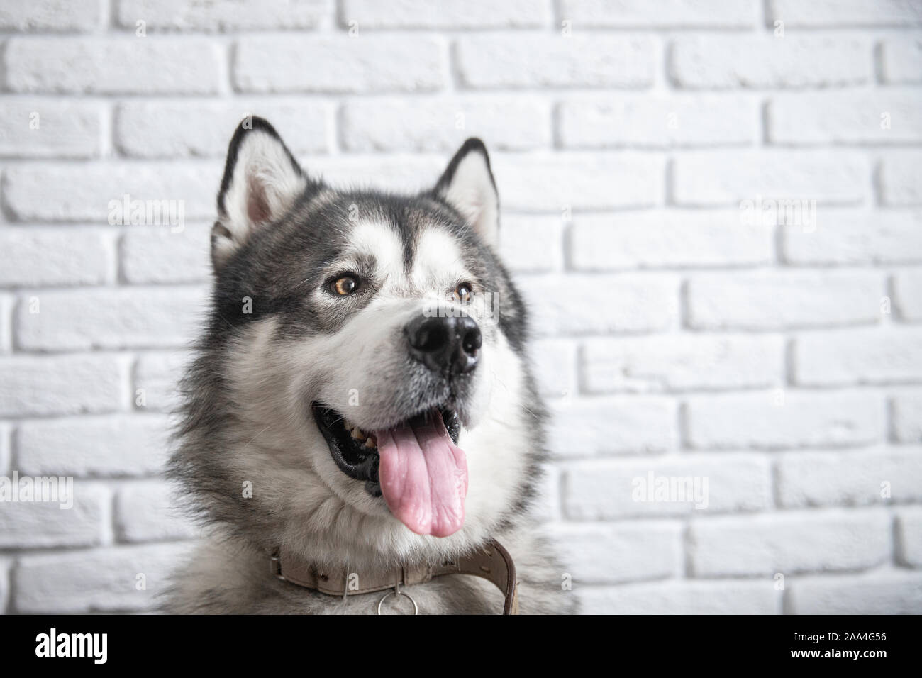 Happy Alaskan Malamute Hund lächelnd mit nassen Nase auf weiße Wand im Hintergrund. Stockfoto