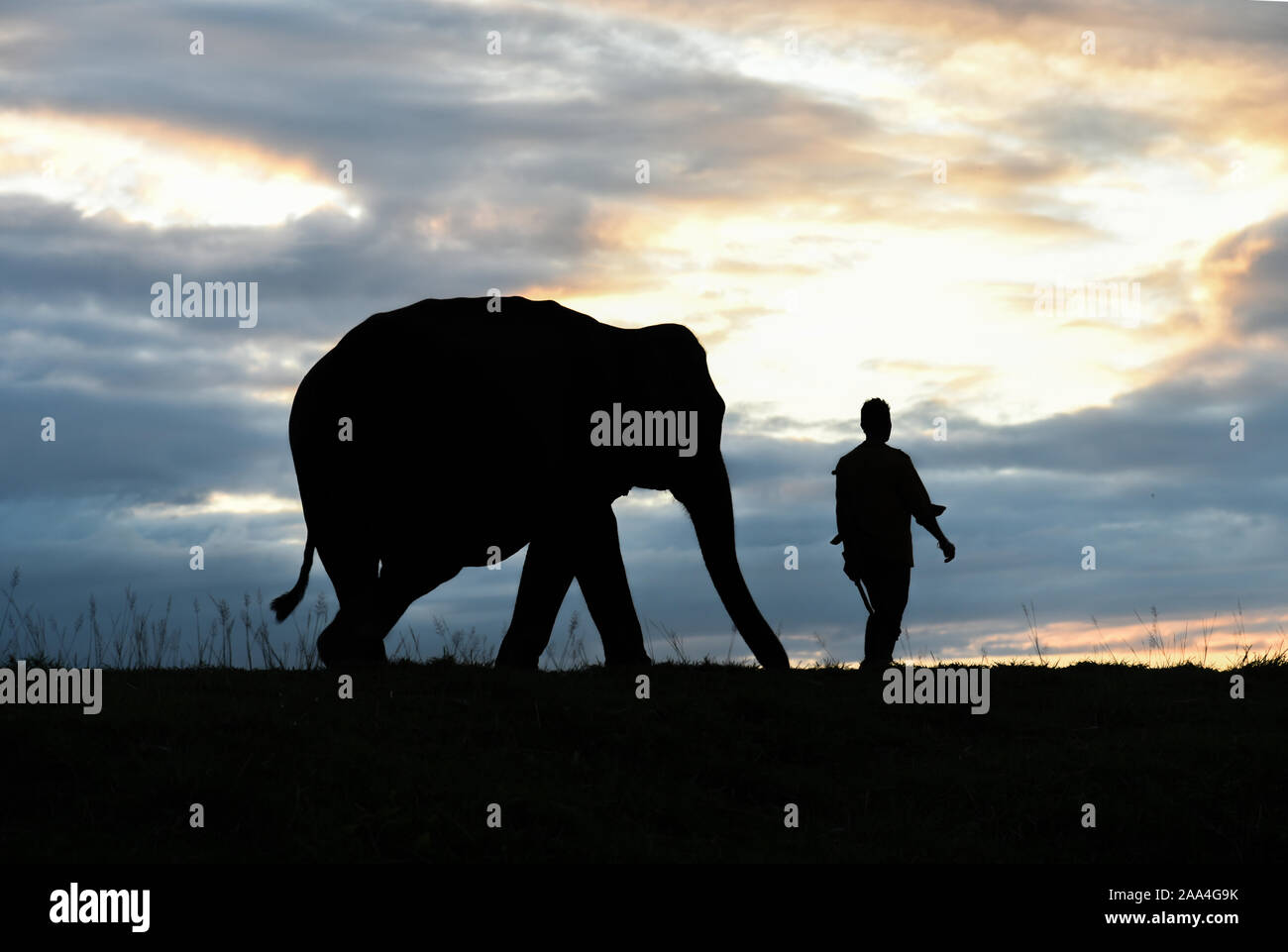 Kaziranga, Assam, Indien. 12. November 2019. Silhouette mahout gides seine Elefanten Elefanten im Kaziranga. Stockfoto