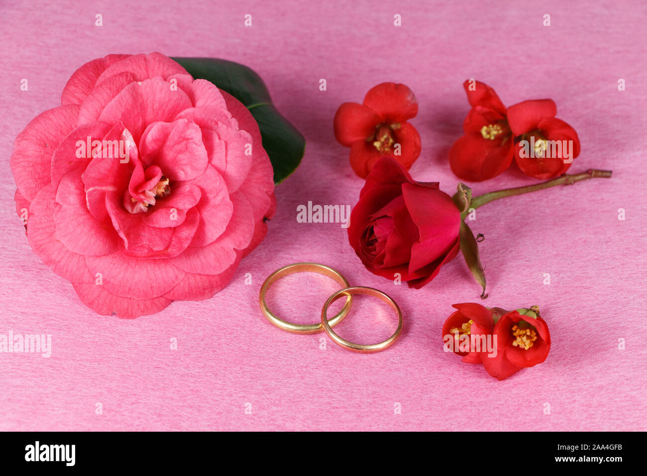 Zwei Trauringe, roten Blüten und rosa Kamelie Blumen zum Valentinstag Stockfoto