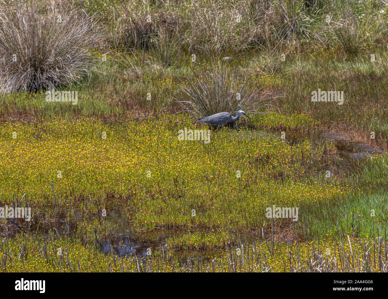 Weiß konfrontiert Heron Fütterung in küstennahen Feuchtgebiete Stockfoto