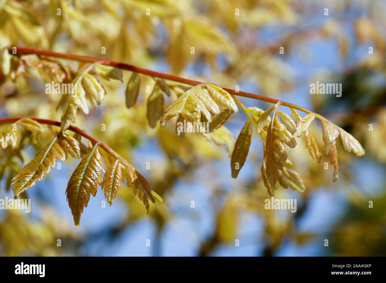 In der Nähe von golden braun Laub von Koelreuteria paniculata (Stolz von Indien) Stockfoto