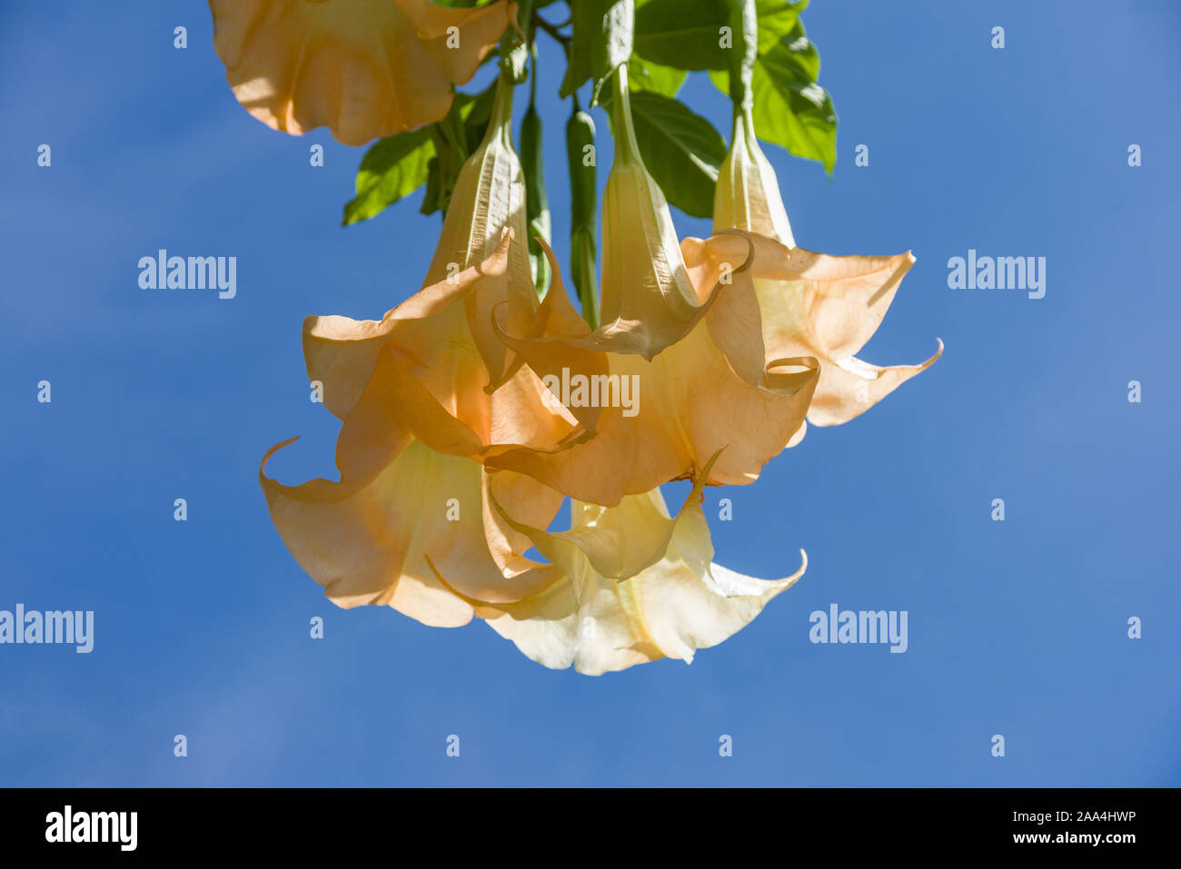 Engel Trompete (Brugmansia suaveolens oder Datura suaveolens) Blumen herunterhängen, Kenia, Ostafrika Stockfoto