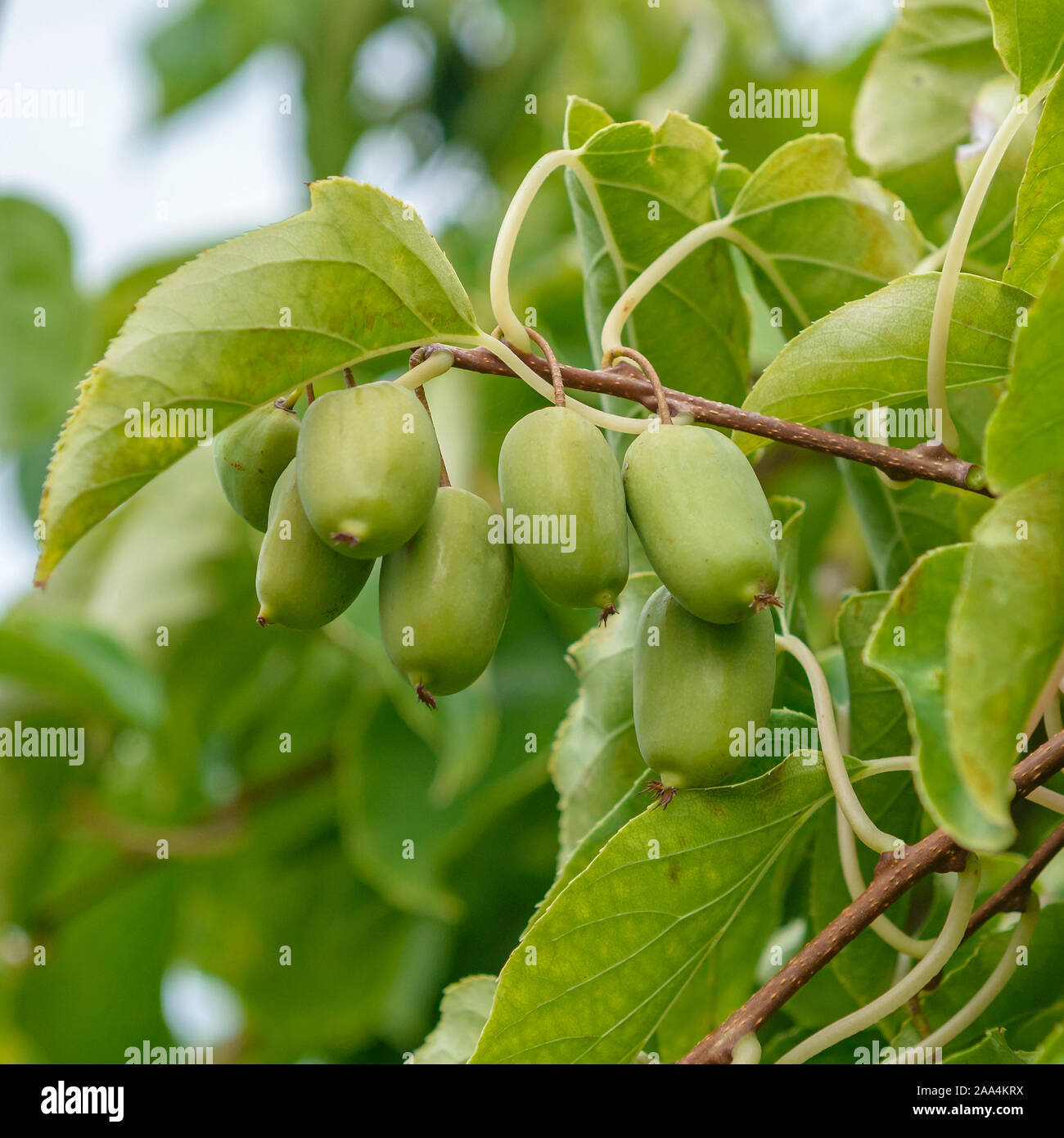 Mini-Kiwi (Actinidia arguta AMBROSIA) Stockfoto