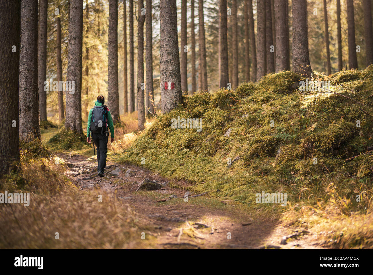 Frau wandern in einem Herbst Wald, Bad Gastein, Salzburg, Österreich Stockfoto