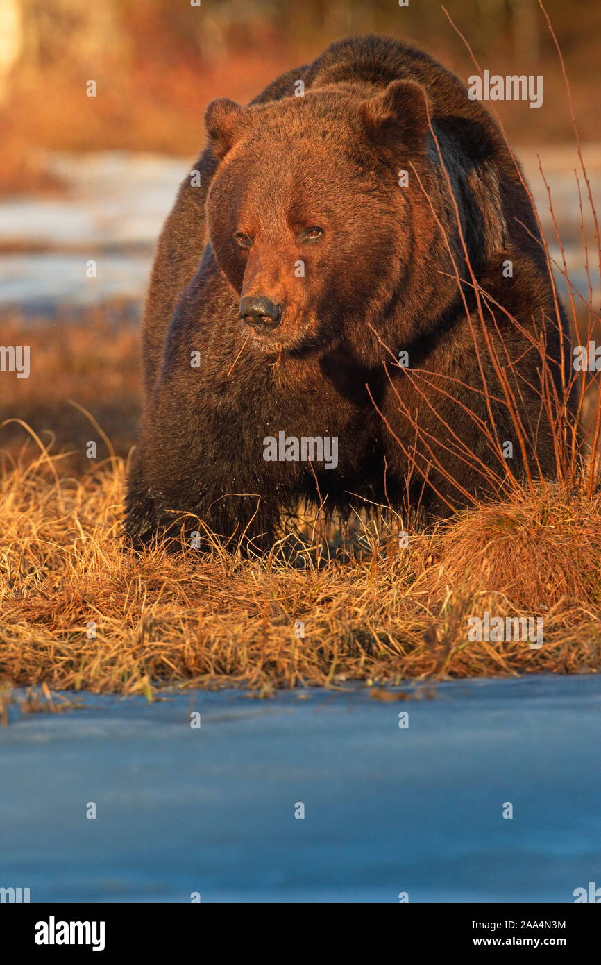 25.04.2019. Braunbär (Ursus arctos) in der Taiga. Khumo, Finnland. Stockfoto