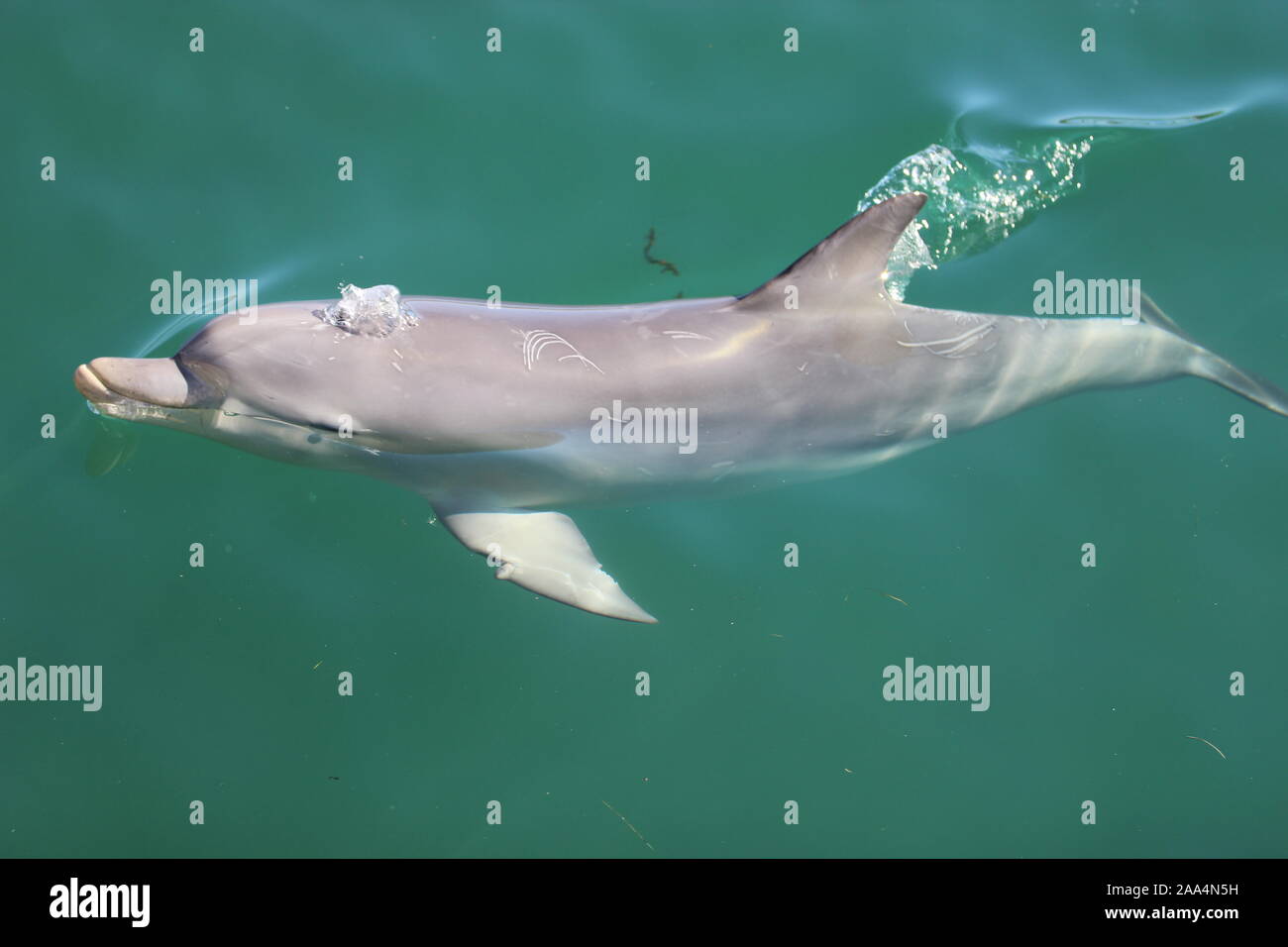 Nahaufnahme einer Delphin Schwimmen im Ozean, Mandurah, Western Australia, Australien Stockfoto