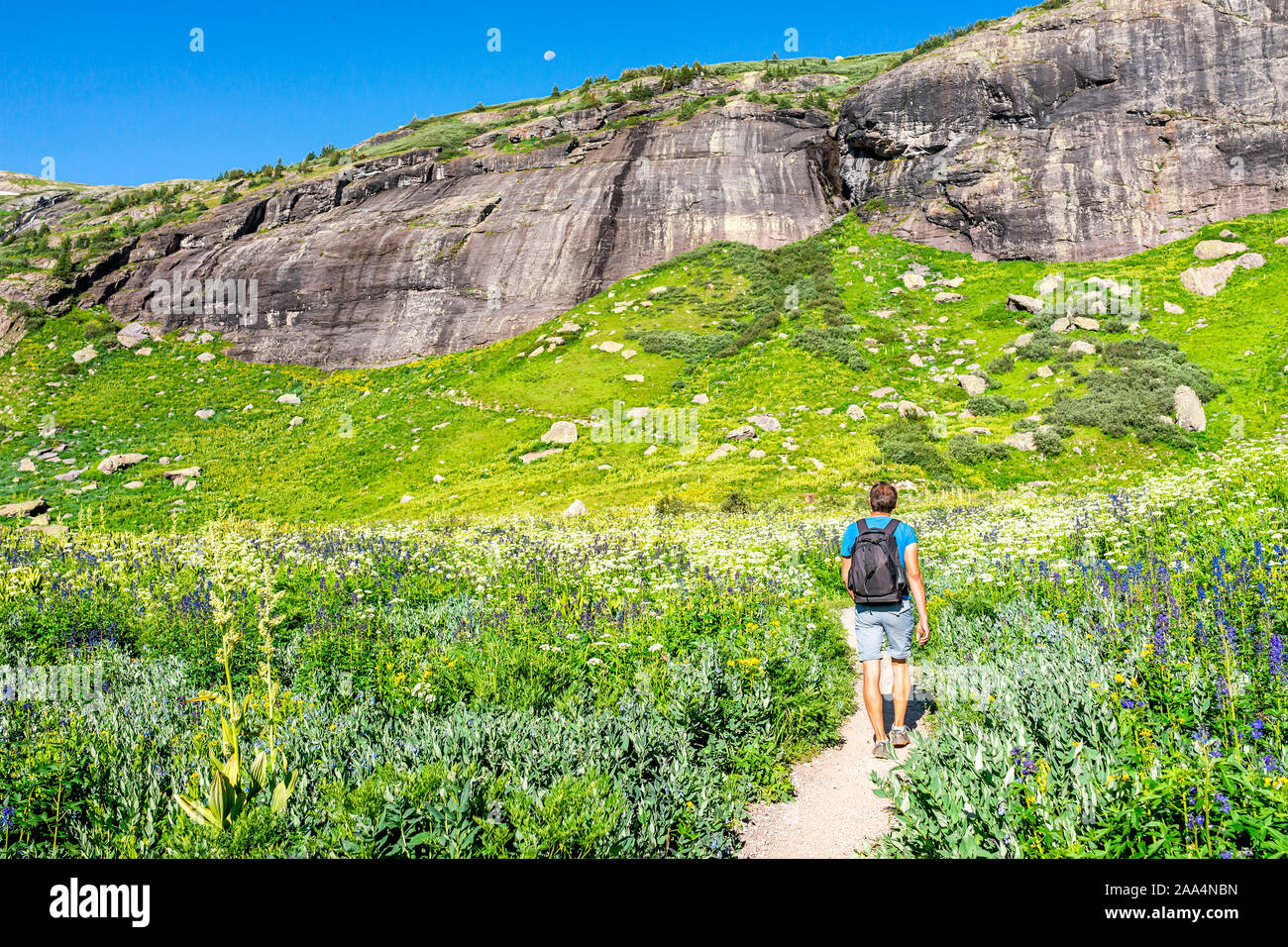 Delphinium nuttallianum larkspur Blumen und Menschen zu Fuß auf wiese feld Trail zu Ice Lake in der Nähe von Silverton, Colorado im August 2019 Sommer Stockfoto