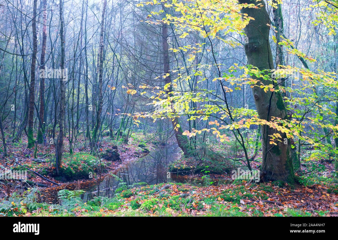 Gelb Buche auutmn Baum im dunklen Wald Stockfoto