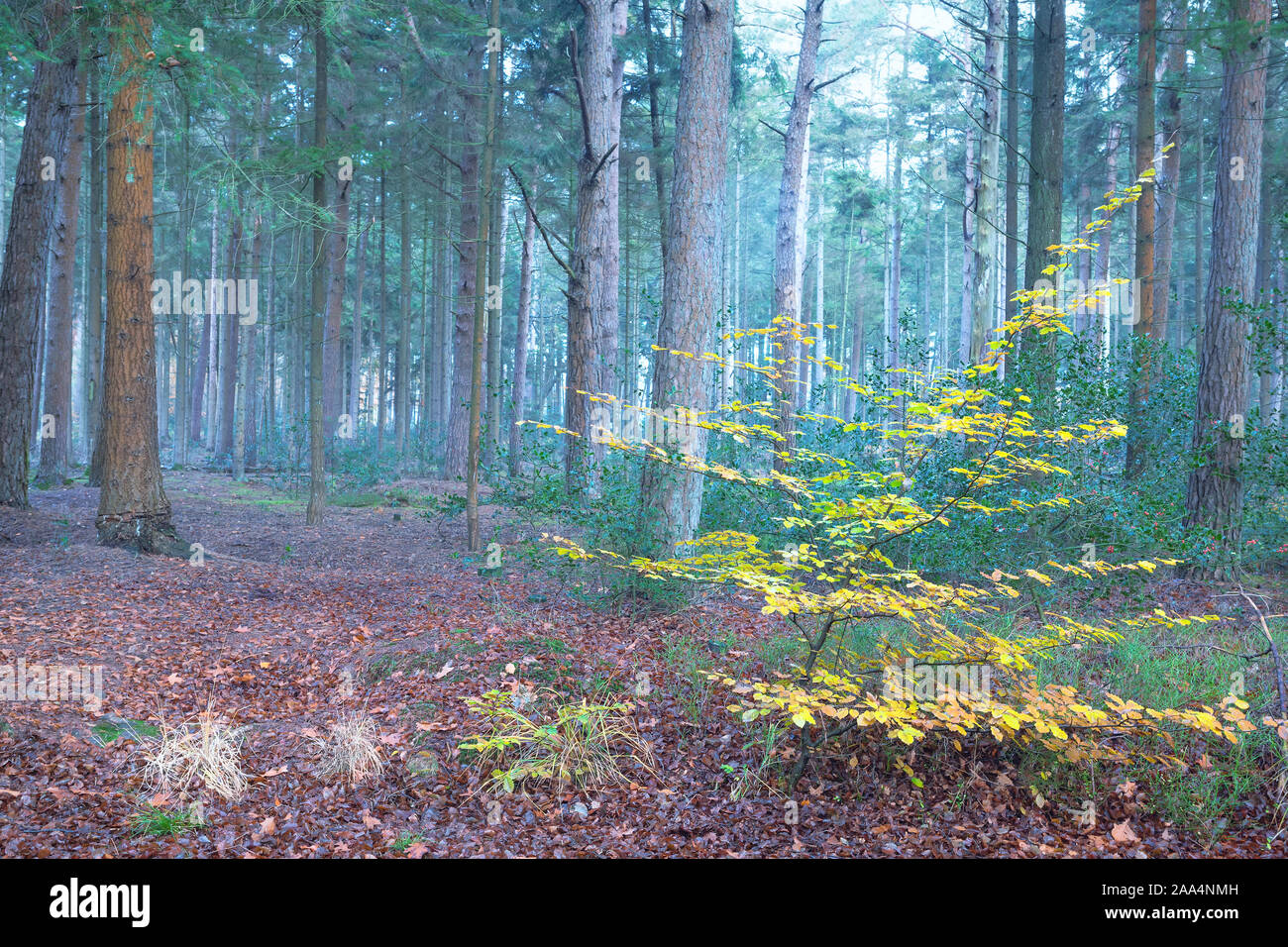 Gelb Buche in dunklen Nadelwald im Herbst Stockfoto
