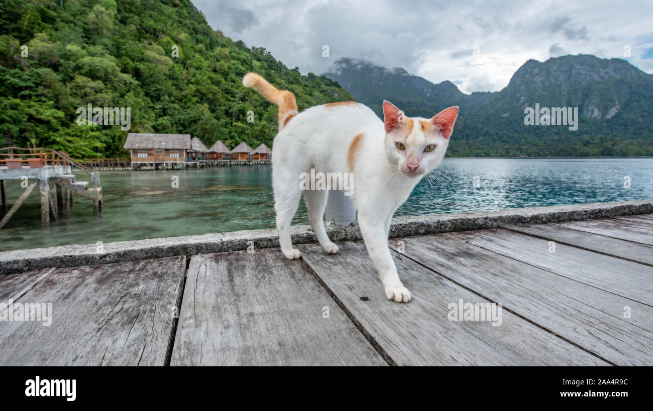 Die Katze auf dem Holzsteg, Ora Strand, Seram, Sumatra, Indonesien Stockfoto