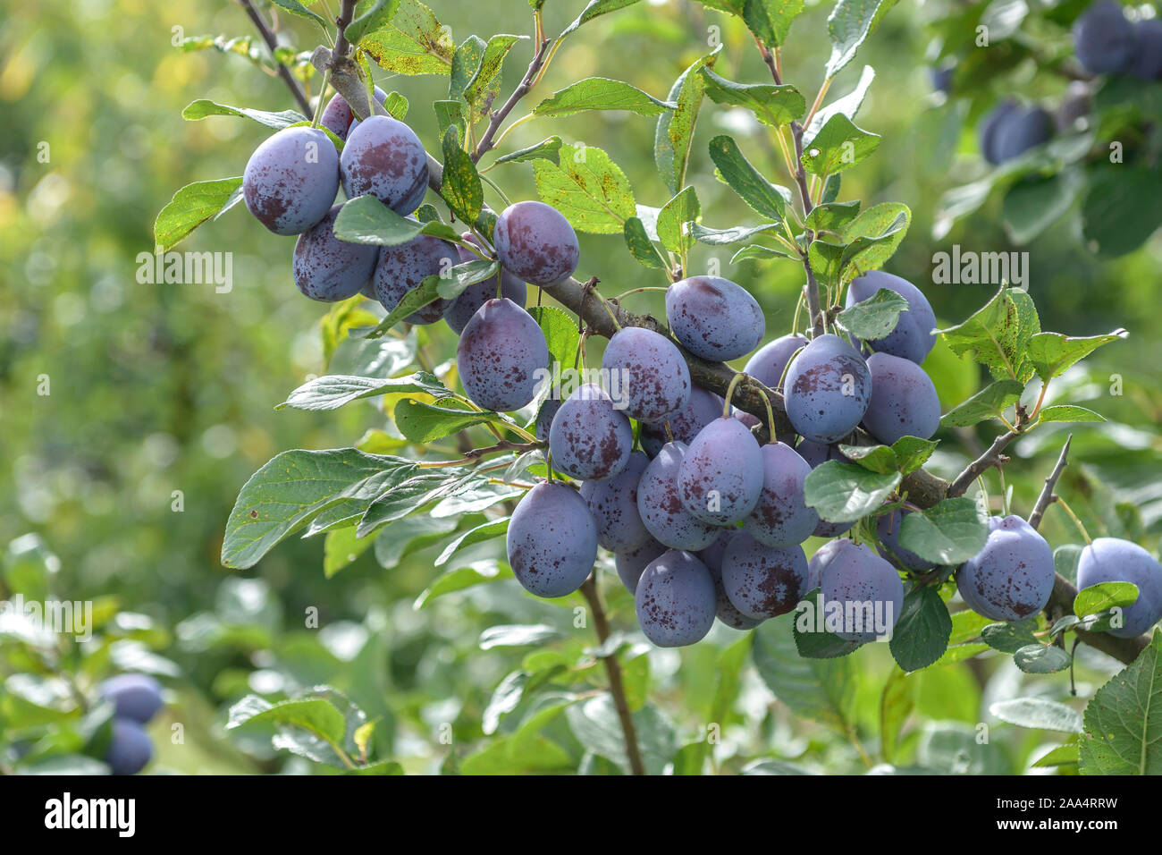 Zwetsche (Prunus domestica 'Topper') Stockfoto