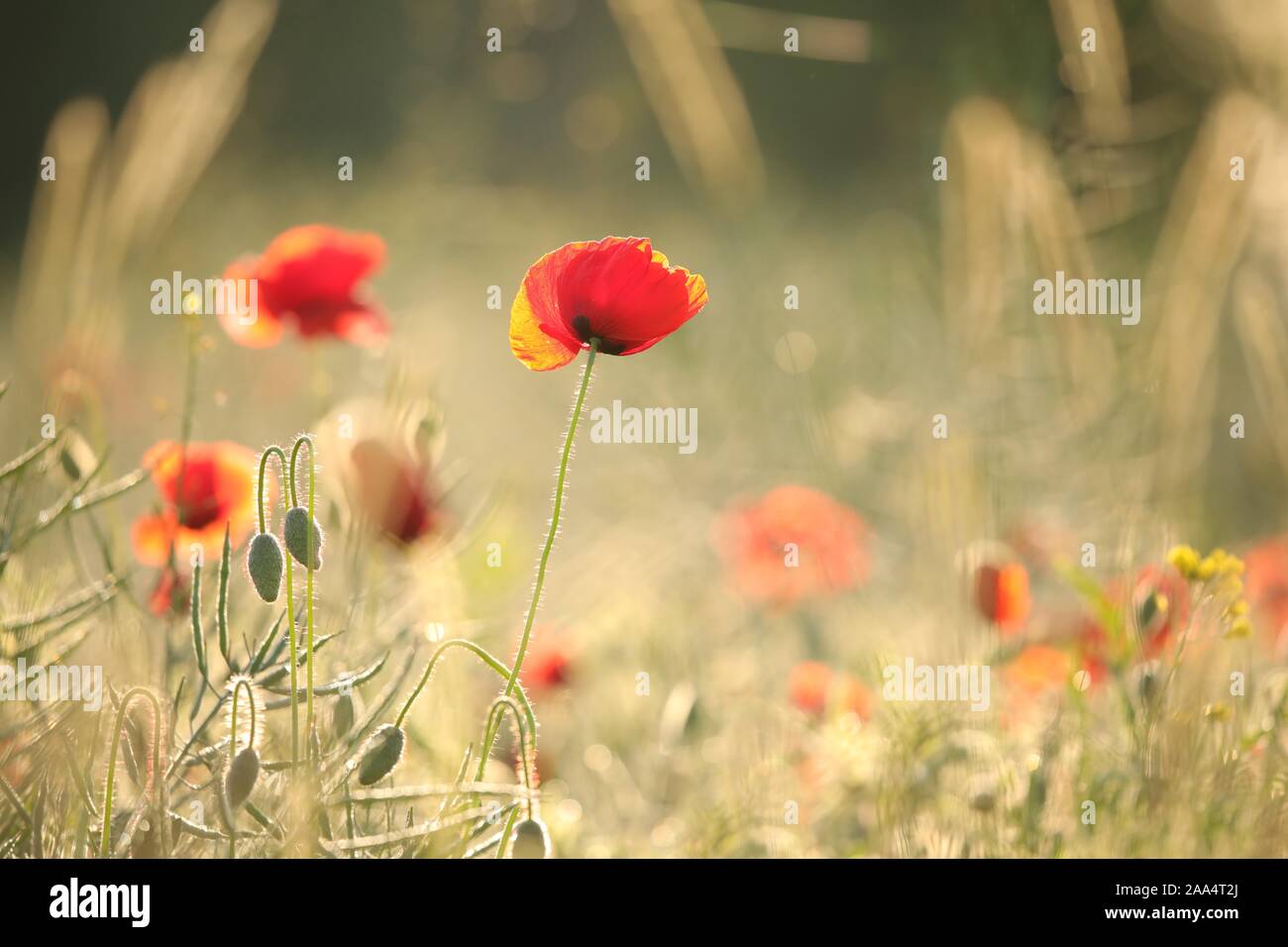 Mohn im Feld in der Morgendämmerung. Stockfoto
