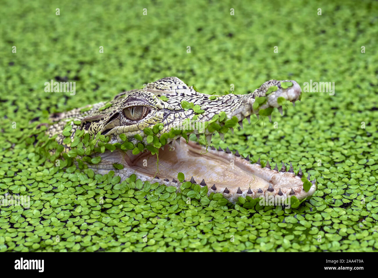 Krokodil in einem Fluss gefüllt mit Wasserlinsen, Indonesien Stockfoto