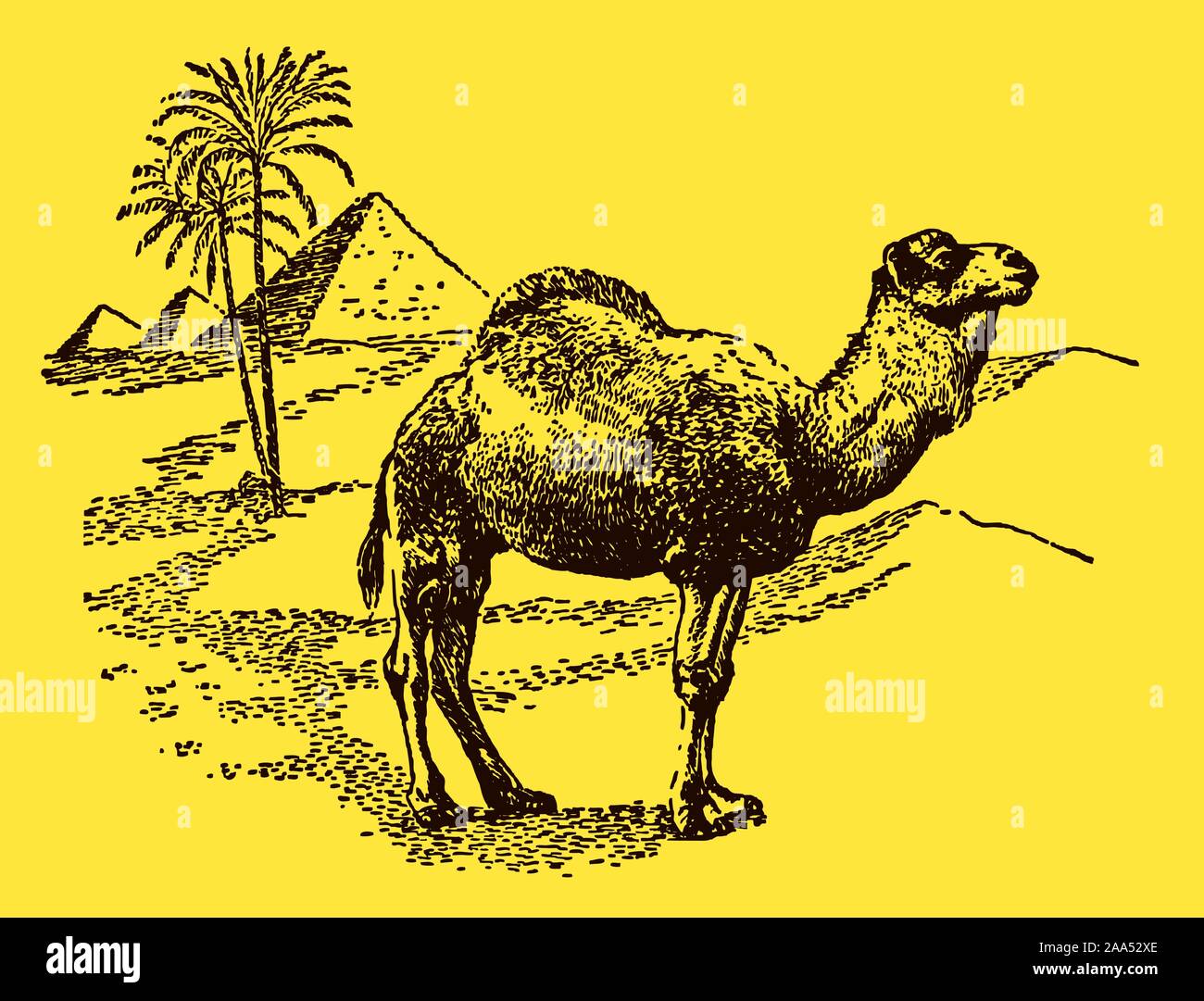 Dromedar (camelus dromedarius) stehen in der Sahara vor einem Palm und drei Pyramiden, auf einem gelben Hintergrund. Editierbare Layer Stock Vektor