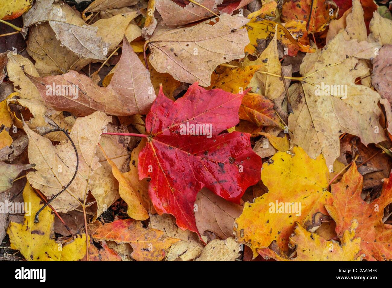 Mit Nachdruck durch Farbe. Red Leaf Stockfoto