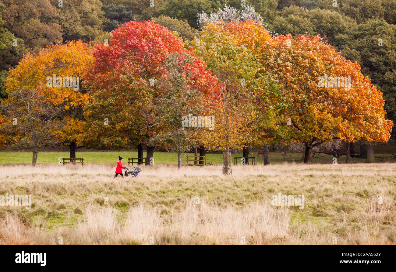 Frau im roten Mantel und Hut schieben Kinderwagen mit einem Herbst Tag wandern in den National Trust Tatton Park Parklandschaft Knutsford Cheshire Stockfoto