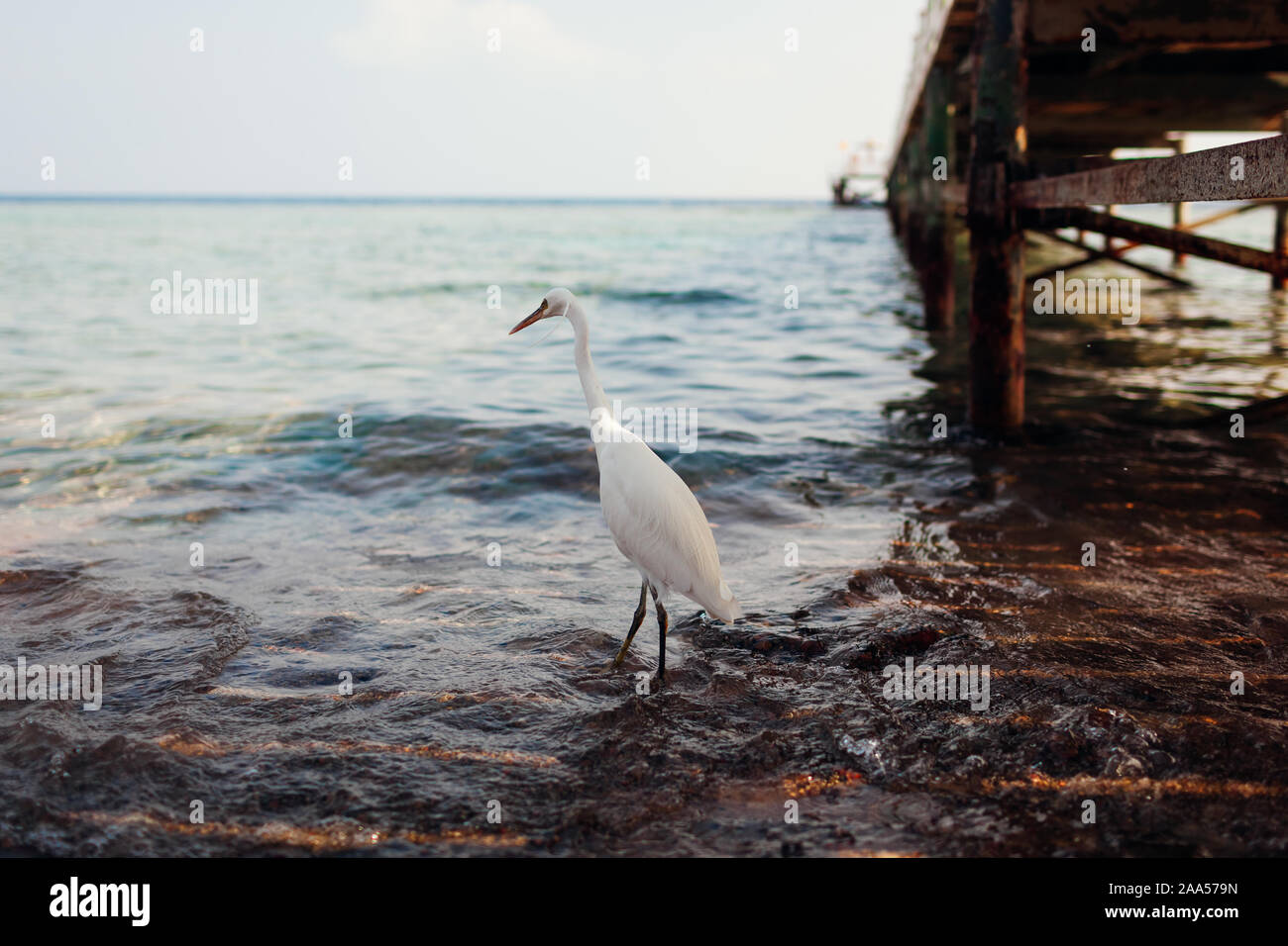 White Egret Wandern am Strand von Pier in Ägypten. Heron nach Nahrung suchen. Wilde Vögel Stockfoto