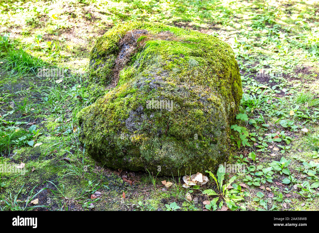 Moos wächst die groben Stein im Wald Stockfoto
