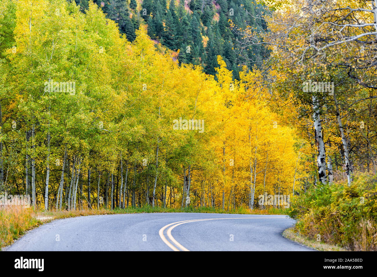 Colorado Rocky Mountains Laub im Herbst auf Bäumen auf Kurve wicklung Castle Creek malerische Straße mit bunten gelb orange Blätter Stockfoto