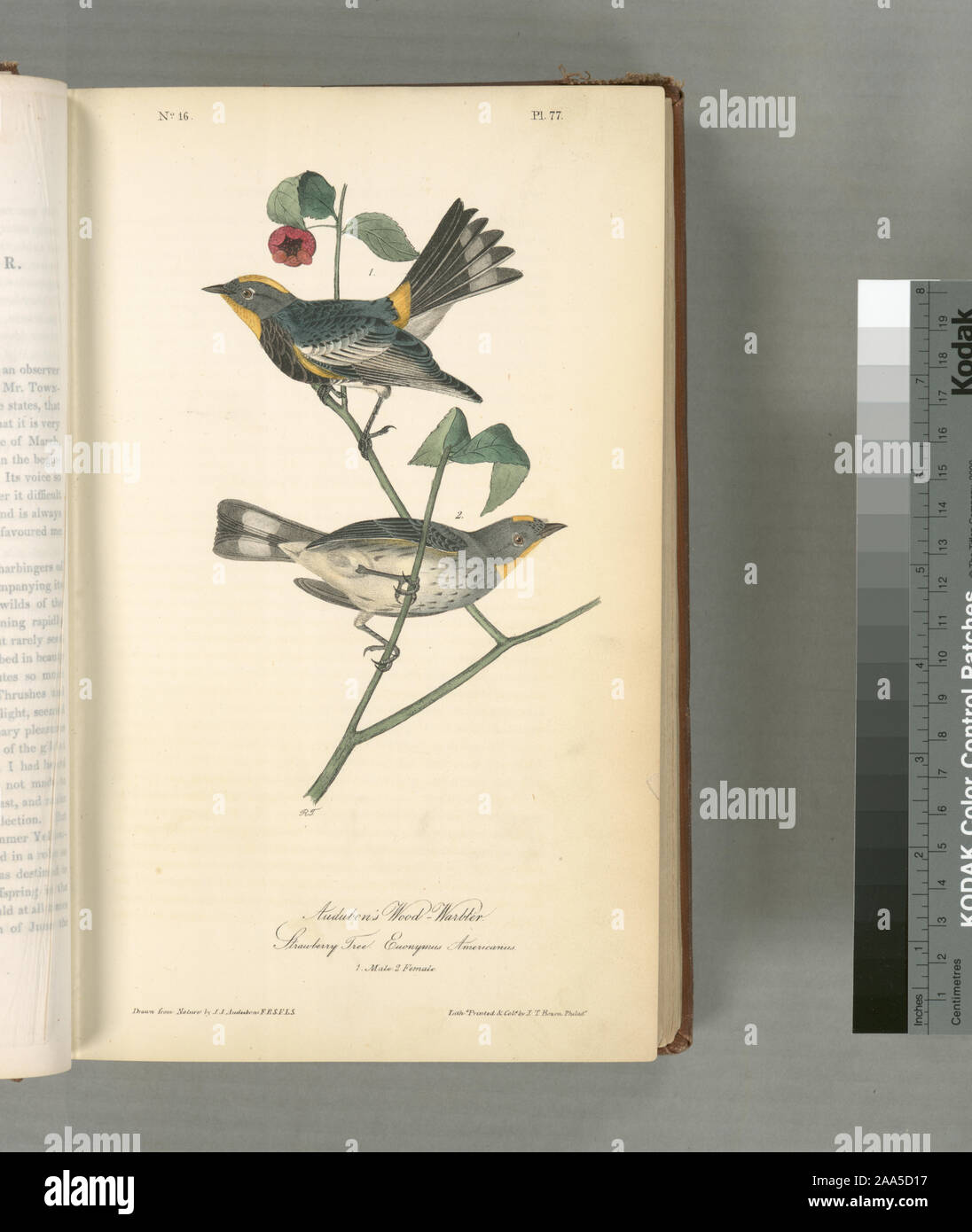 Sylvicola coronata.; Audubon's Wood-Warbler, 1. Außengewinde, 2. Junge. (Erdbeerbaum. Euonymus Americanus). Stockfoto