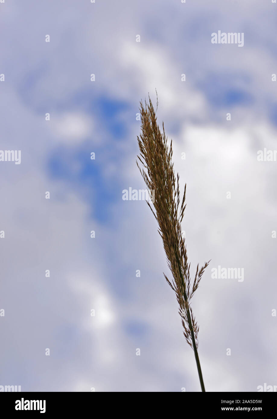 Wasser reed Blume gegen bewölktem Himmel. Stockfoto