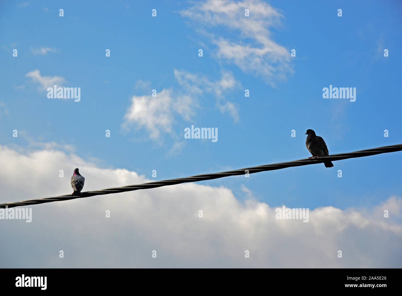 Tauben in drehte Rücken zueinander auf Strom Kabel. Stockfoto