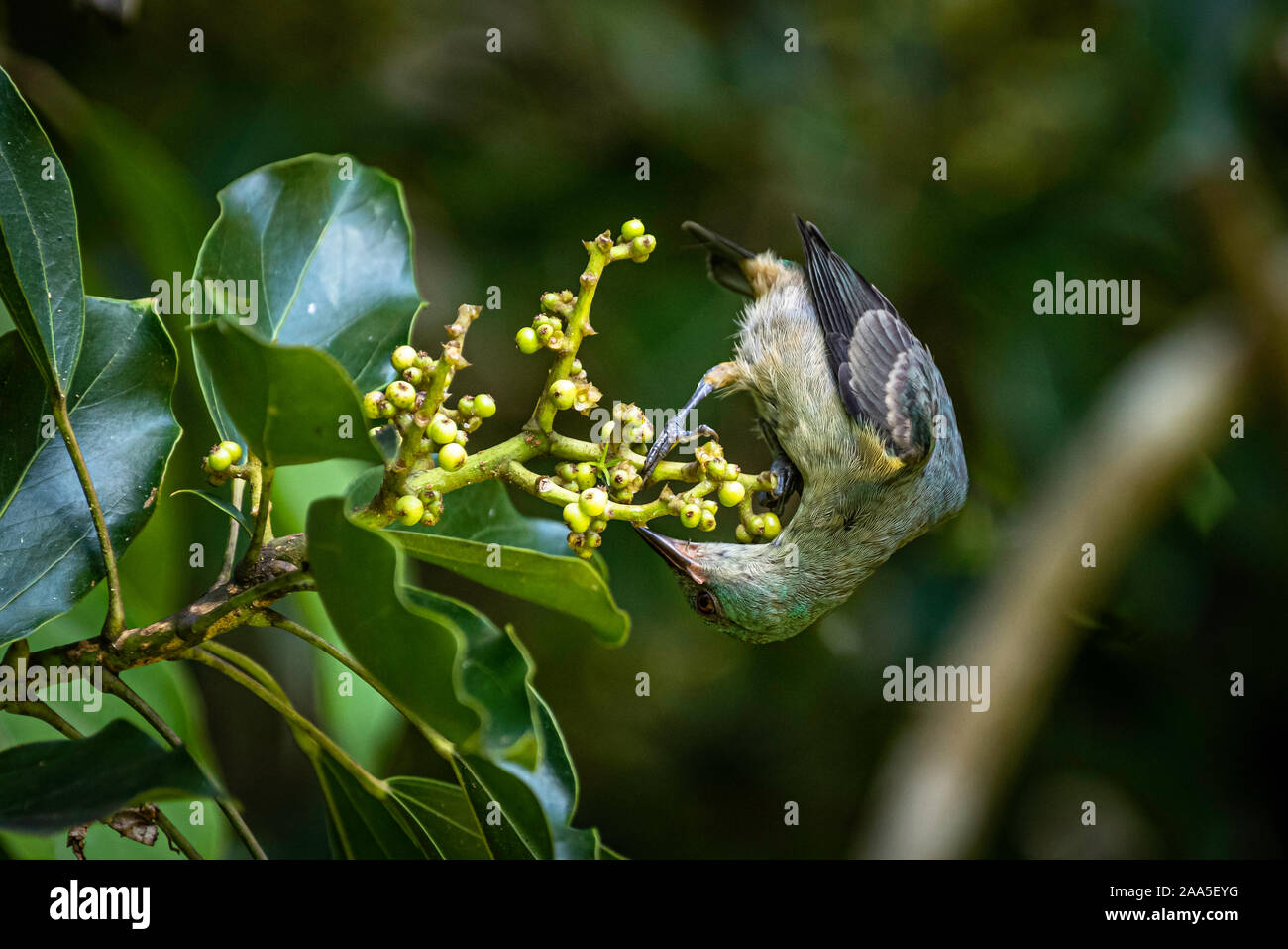 Kleiner Vogel tun Akrobatik während der Fütterung Seite nach unten einige grüne Beeren Stockfoto