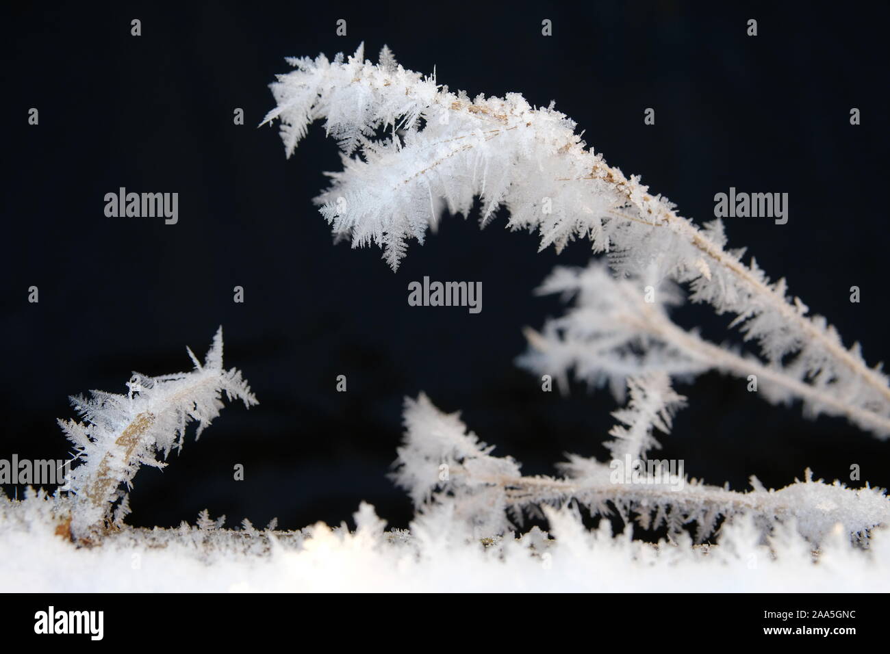 Gefrorene natur Nahaufnahmen. Zweige im Rauhreif, Anchorage, Alaska Stockfoto