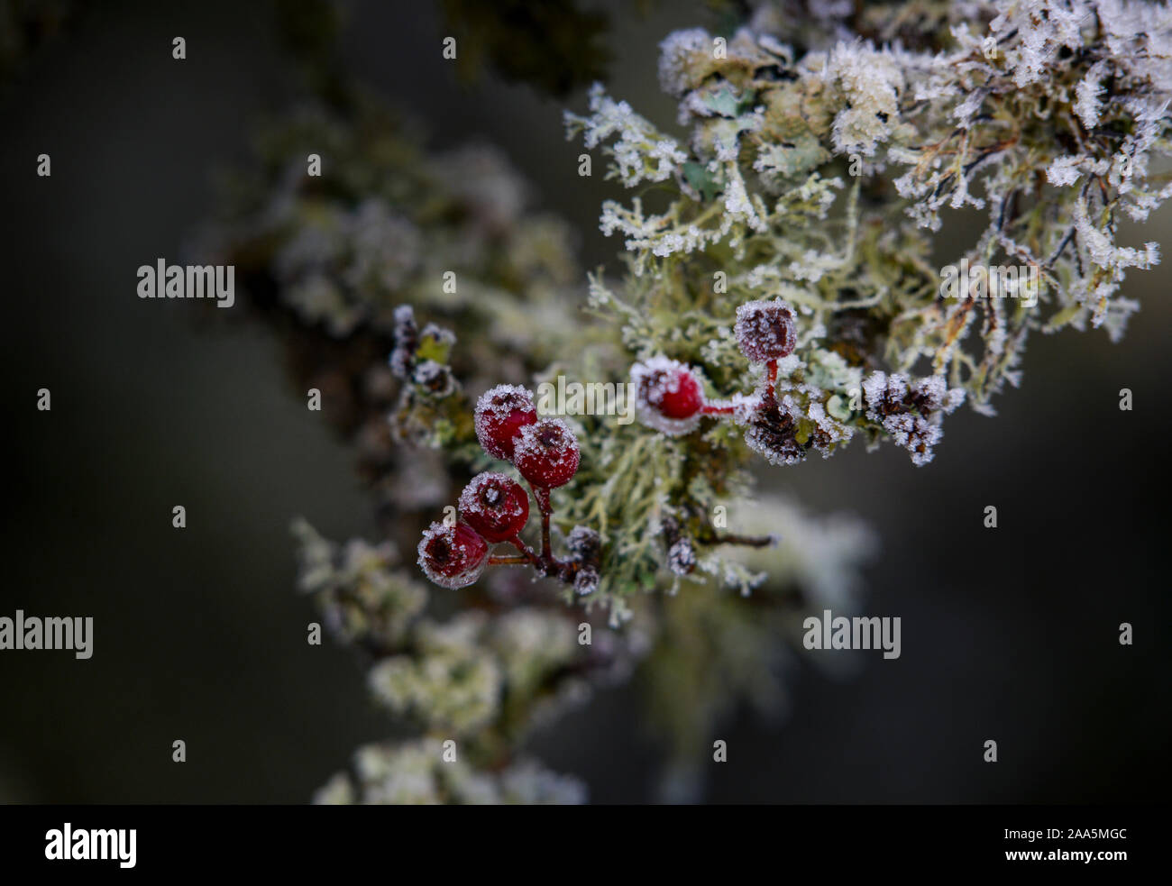 Noch nicht durch Vögel die Beeren der Weißdorn geerntet.. Stockfoto
