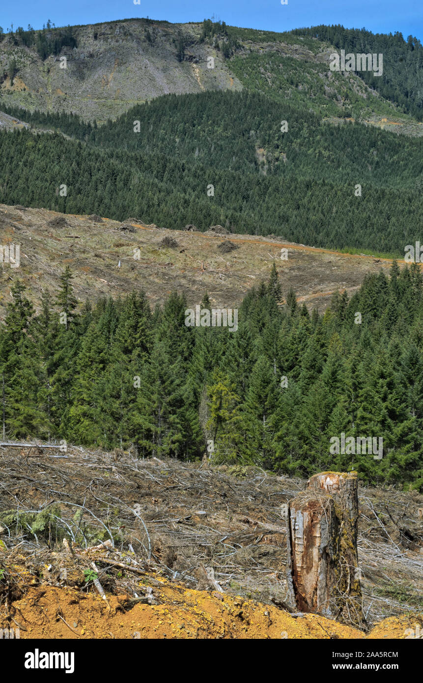 Klares Wälder im Büro des Land-Managements (BLM) landet in der Coast Range, Coos County, Oregon. Stockfoto