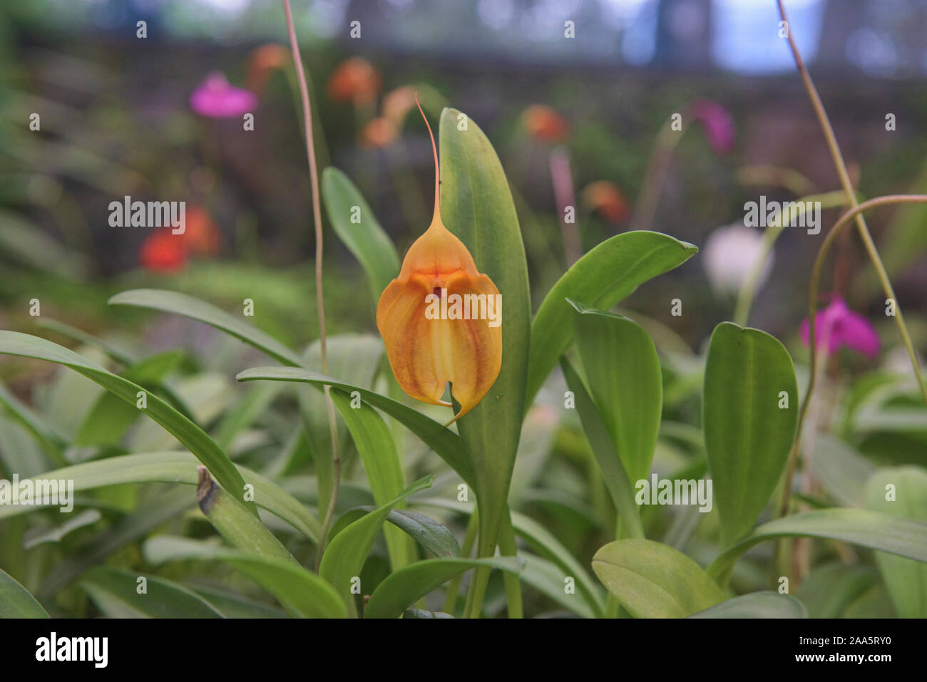 Masdevallia Orchidee im Botanischen Garten von Quito, Quito, Ecuador Stockfoto