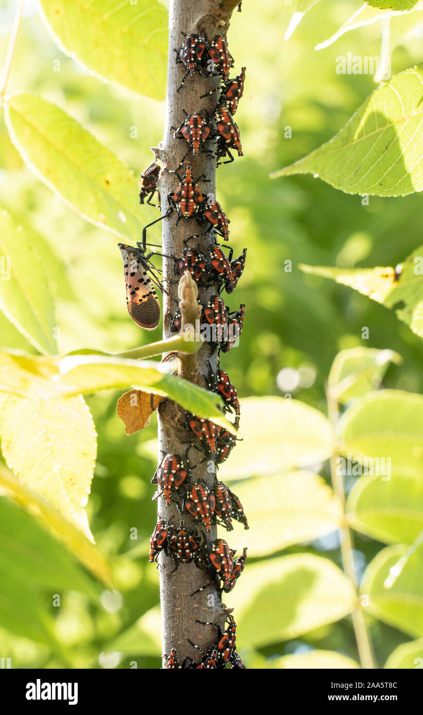 Close-up beschmutzt Lanternfly rote Nymphe Bühne und neu entstandenen Erwachsener, auf Sumac tree branch, Berks County, Pennsylvania. Stockfoto