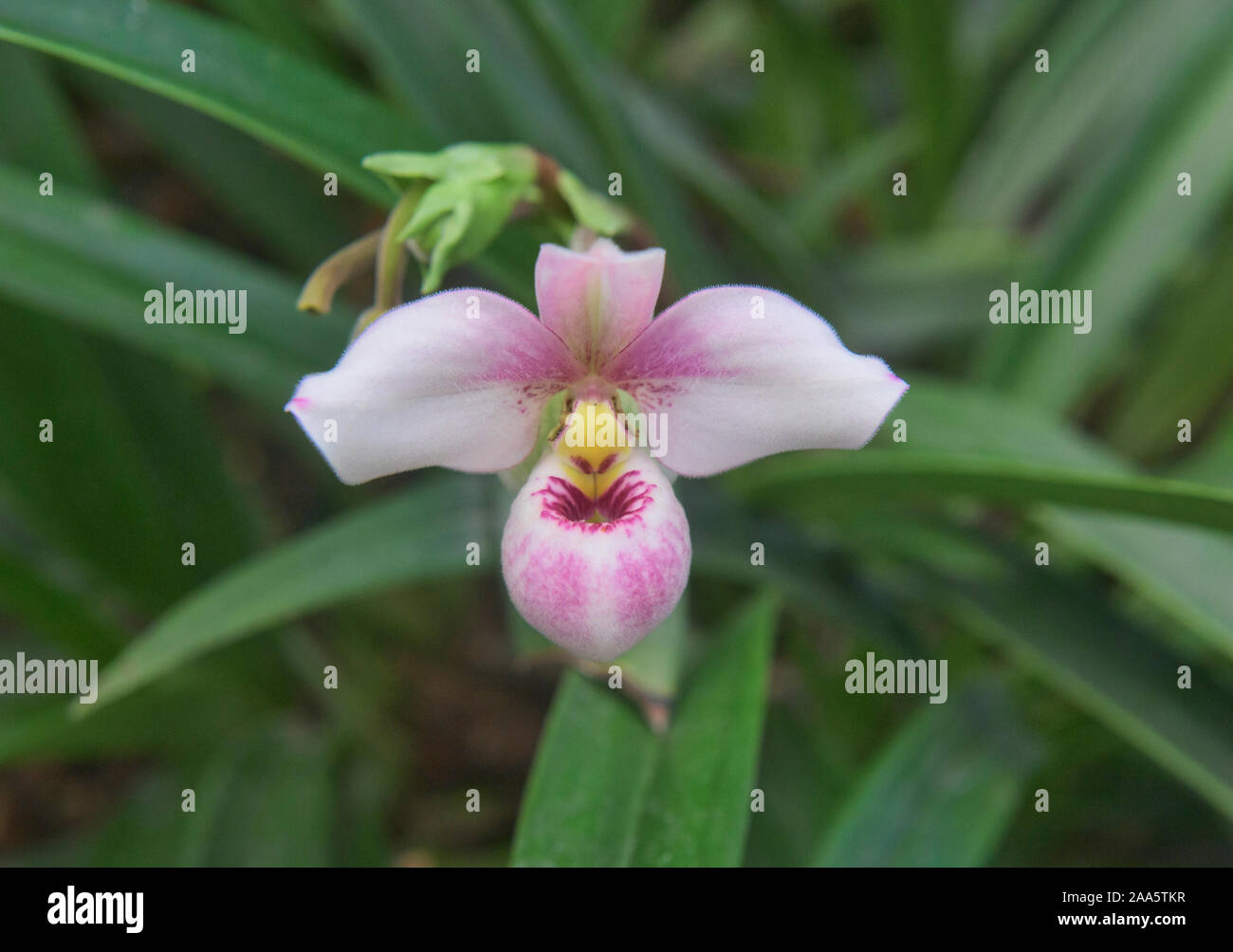 Phragmipedium Orchideen im Botanischen Garten von Quito, Quito, Ecuador Stockfoto