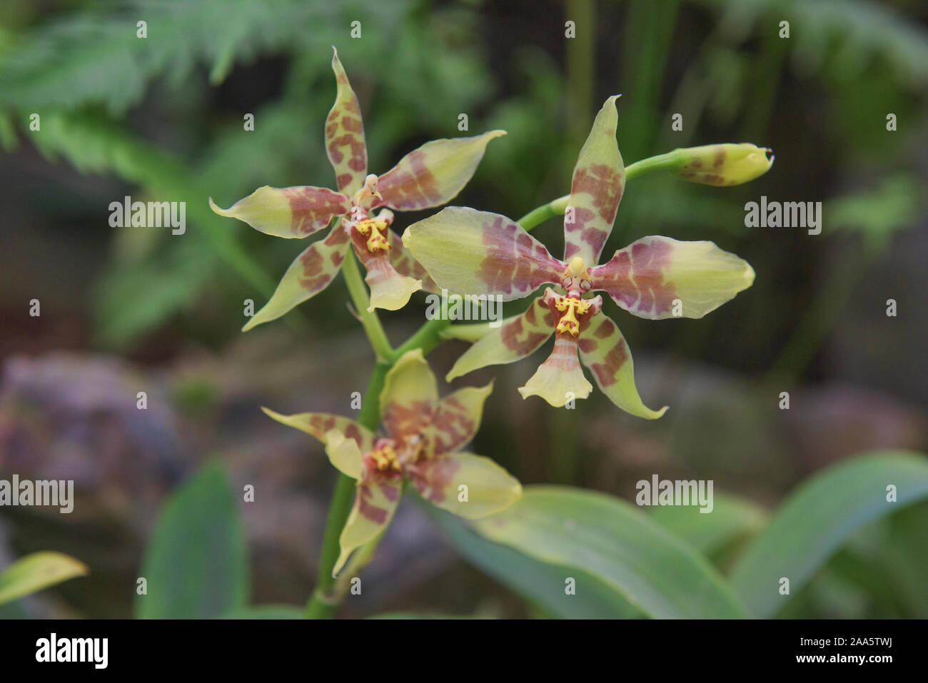 Tiger orchid (Rossioglossum Grande) in den Botanischen Gärten von Quito, Quito, Ecuador Stockfoto
