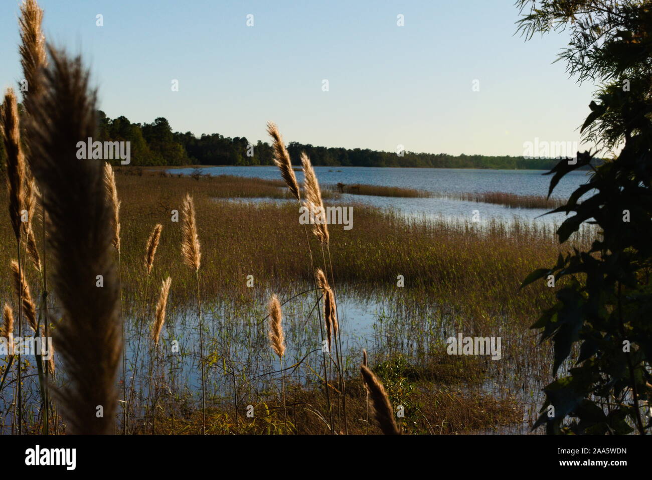 Marsh Gras und Pflanzen in der Nähe der Ufer von Lake Waccamaw in North Carolina. Stockfoto