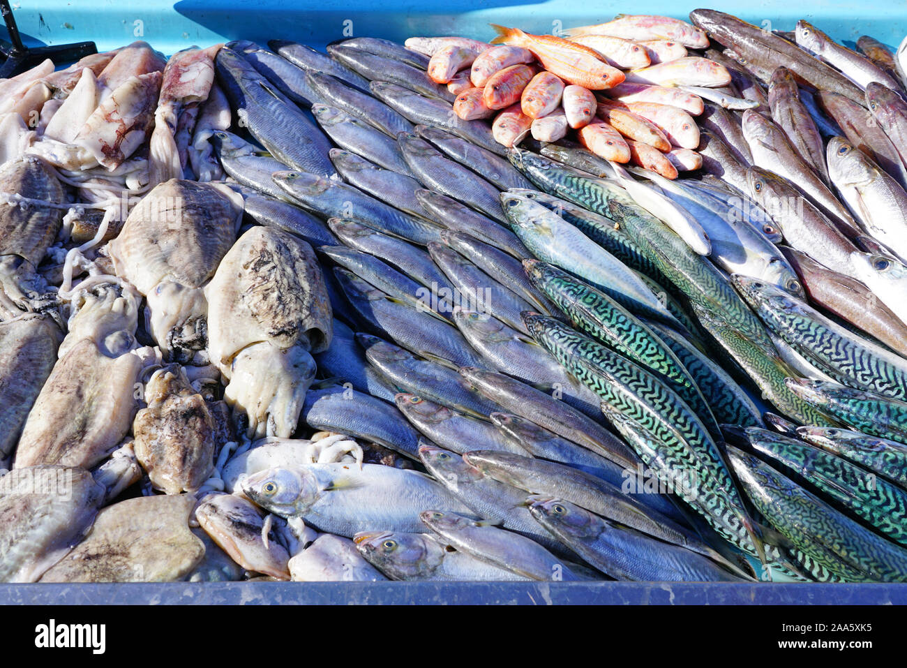 Frischer Fisch für die Bouillabaisse Suppe für Verkauf zu einem Fischmarkt am Alten Hafen in Marseille, Frankreich Stockfoto